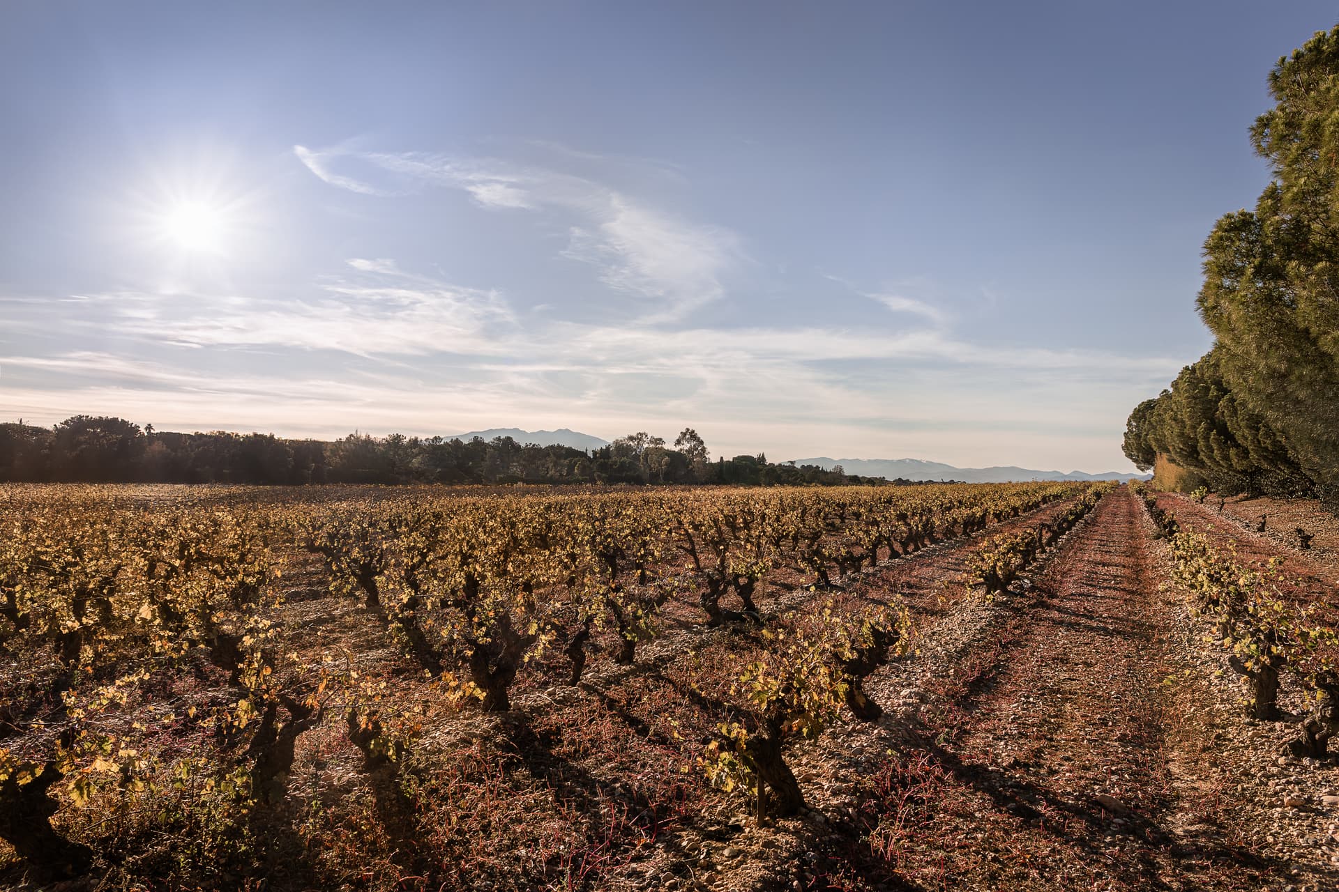 Programme neuf Perpignan — Situé dans le secteur prisé du Mas Llaro, cet ensemble se compose de 12 parcelles spacieuses, dont l... à Perpignan