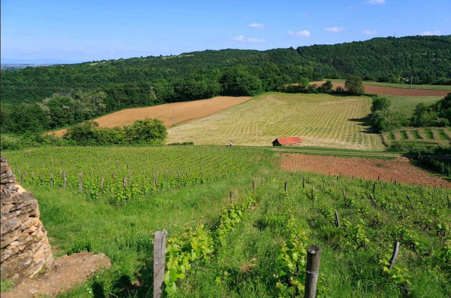 Saint-Romain-Au-Mont-D'or — Située au cœur du village de Saint-Romain-au-Mont-d'Or, à une dizaine de kilomètres au nord-ouest de... - photo 2